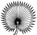 Parallel Multicostate Divergent